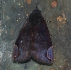 Chrysopera combinans