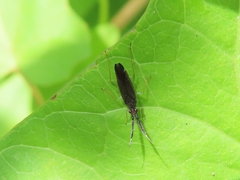Heterotoma planicornis