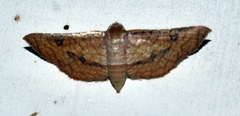 Hypolamprus striatalis