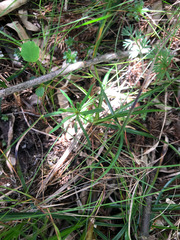 Chaerophyllum involucratum