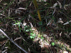 Chaerophyllum involucratum
