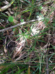 Chaerophyllum involucratum