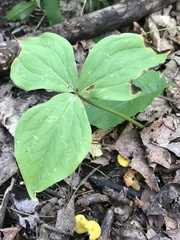 Trillium grandiflorum