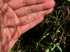 Poa takasagomontana