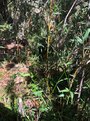 Poa takasagomontana