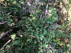 Lonicera kawakamii