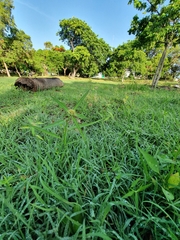 Euphorbia heterophylla