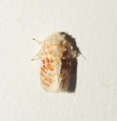 Narosa conspersa