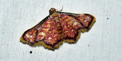 Enispa rosellus