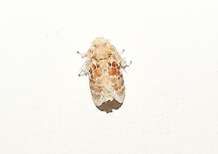 Narosa conspersa