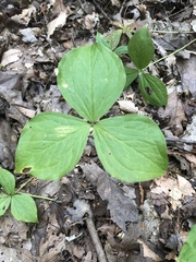 Trillium grandiflorum