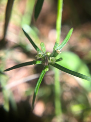 Chaerophyllum involucratum