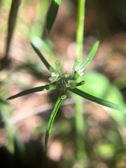 Chaerophyllum involucratum