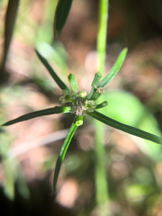Chaerophyllum involucratum