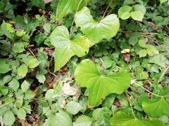 Dioscorea communis