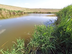 Phragmites australis