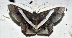 Chiasmia nora