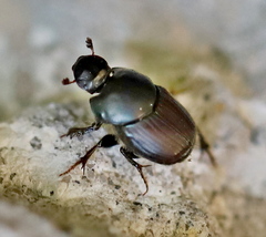 Onthophagus illyricus