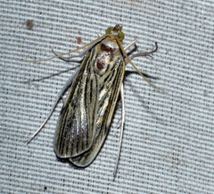 Tyspanodes linealis