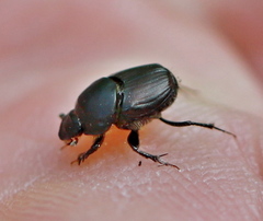 Onthophagus illyricus