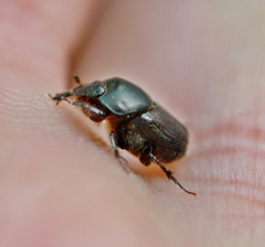 Onthophagus illyricus