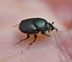 Onthophagus illyricus