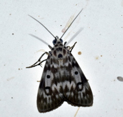 Sommeria marchalii