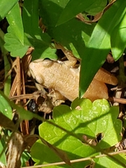 Pseudacris feriarum