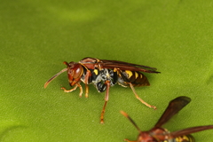 Polistes versicolor
