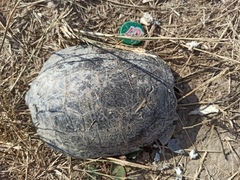 Emys orbicularis