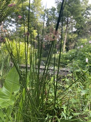 Juncus roemerianus