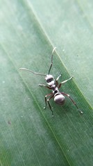 Polyrhachis tibialis