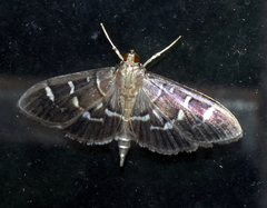 Coptobasis
