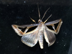 Trigonodes disjuncta