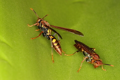 Polistes versicolor