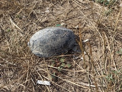Emys orbicularis