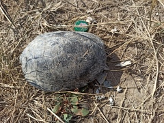 Emys orbicularis