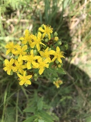 Hypericum sphaerocarpum