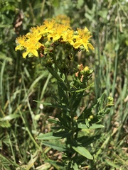 Hypericum sphaerocarpum