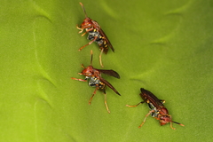 Polistes versicolor