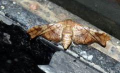 Hypolamprus emblicalis