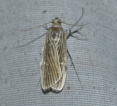 Tyspanodes linealis