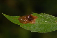 Microrhopala excavata