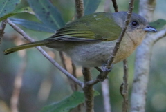 Telophorus olivaceus