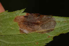 Microrhopala excavata