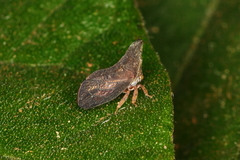 Lycoderes