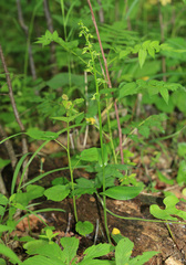 Platanthera mandarinorum