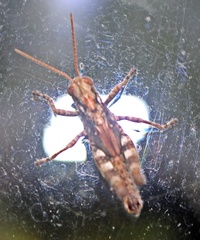 Melanoplus punctulatus