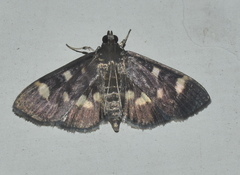 Herpetogramma luctuosalis