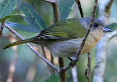 Telophorus olivaceus